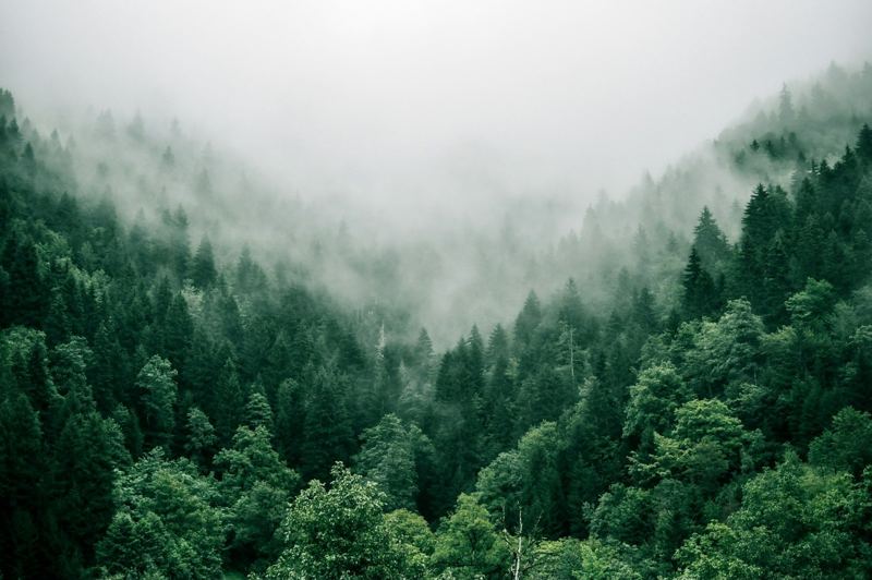 Forêt dans la brume (photo d'illustration)
